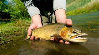 On the Rise - Wyoming Cutt Slam