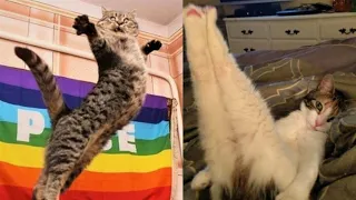 Funny and Cute Cats Videos To Keep You Smiling😻 #11