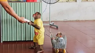 Monkey Su smart ask to follow Kuku buy food feed the builders