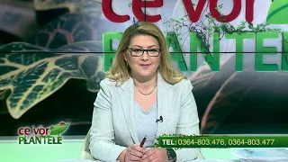 CE VOR PLANTELE, Cristina Ghibu | 14.04.2021, partea 1