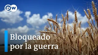 Aumenta el hambre en el mundo por la falta de grano ucraniano