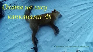 Охота на лису капканами. Есть результат. Fox hunting