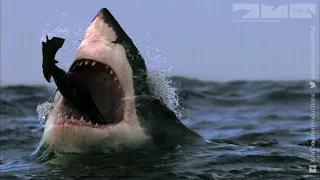 Great White Shark Vs Fur Seal