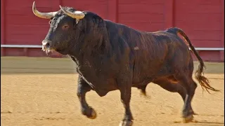 Con bò tót Tây Ban Nha hung tợn - Bos taurus Spanish | Bo Tot TV