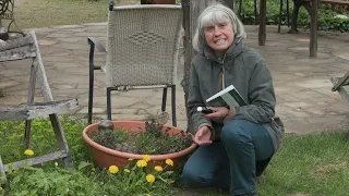 GUNDELREBE gegen Erkältung oder Mandelentzündung | Mini Kräuterkunde mit Ruth Pfennighaus