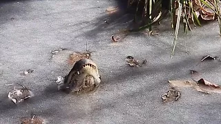 Alligators Stick Noses Out Above Frozen Water During Hibernation