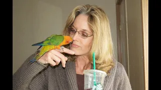 Conure Parrots | BirdTricks Parrots