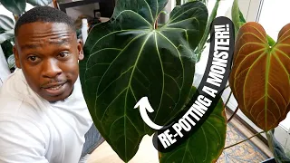 Re-potting a HUGE Anthurium!