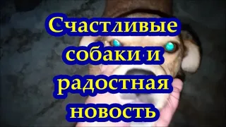 Счастливые собаки и радостная новость