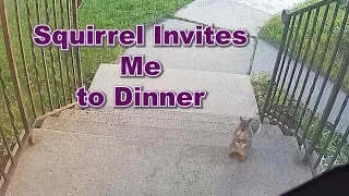 Squirrel Invites Me to Dinner #cute #animals #squirrel