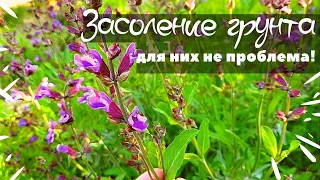 7 Растений для засоленных глинистых почв - Цветник на тяжелом грунте