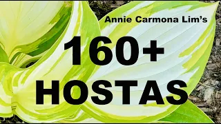 160+ HOSTAS, some with description. Lots of new ones! Enjoy with classical music.