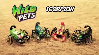 Wild Pets Spiders & Scorpions