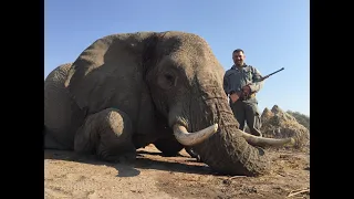 🎙Часть 1 | Охота в Африке глазами Игоря Рогова | Слон - самый опасный трофей