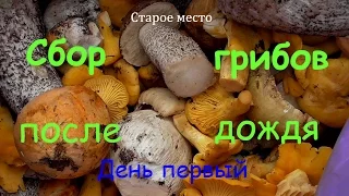 Сбор грибов после дождя.День первый/Mushroom picking