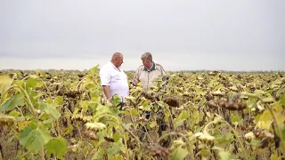 ПОДСОЛНЕЧНИК ПЕРЕНЁС ЖАРУ ЛЕГКО часть 2