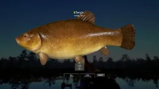 Russian Fishing 4 Tench Trophy at Bear Lake