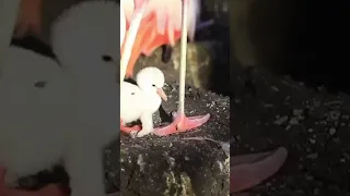 Fluffy flamingo chicks on the move #birds#nature #shorts