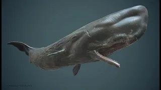 Что будет, если вас проглотит кит?