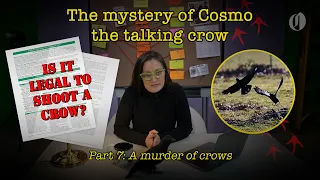 Was Cosmo the talking crow killed? If so, is that a crime? | Pt. 7