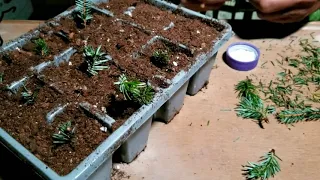 SPRUCE CUTTINGS PROPAGATION