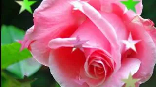 Розовая роза, аромат любви...