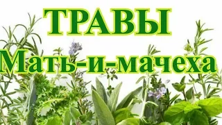 ТРАВЫ - Мать-и-мачеха #лекарственныетравы