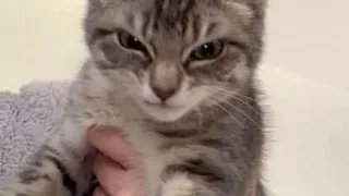 Try Not To Laugh 🤣 New Funny Cats Video 😹 - Cat Mewmew #8