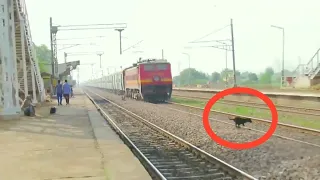 Live Accident !! Speedy Train hits dogs