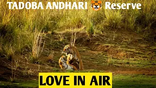 Love in Air | Maya and Balram Mating | Tadoba National Park Tiger Mating | Tiger Mating