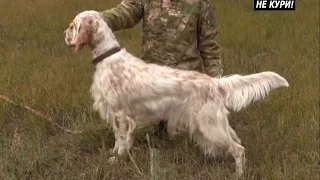 About the breed English setter. Hunting with a hawk and an English setter