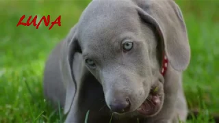 Luna - weimarský stavač (Luna the weimaraner)