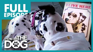 The Canine Criminal: Dally | Full Episode | It's Me or the Dog