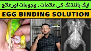 What is Egg Binding | Egg Binding problems in Lovebirds | Lovebirds me Egg Binding k maslay ka hal