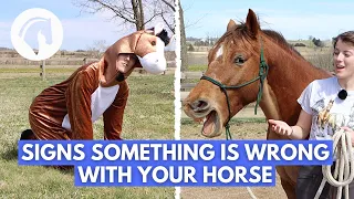 SIGNS SOMETHING IS WRONG WITH YOUR HORSE