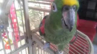 🔴 Funny Talented talking singing Parrot Valentine  🔴 Говорящий ПОПУГАЙ ФлоридаЯлта 04.04.2013