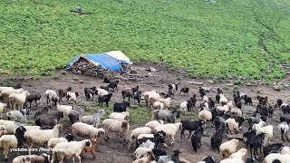 Himalayan Sheep Shepherd Life in Nepal | Organic Shepherd Food | Village Life Nepal | Real Life🇳🇵