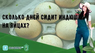 Сколько дней сидит индюшка на яйцах?