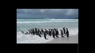 King Penguins on their way to food hunting 🐧 🐧