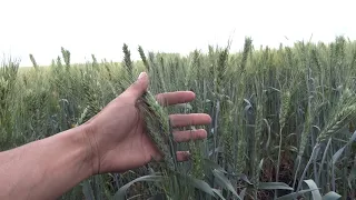 4.07.18 Озимая пшеница, сорт МВ 37-14. Урожайность 56 ц/га.
