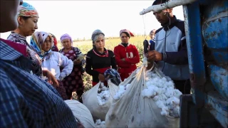 Documentary: Forced Labour in the Uzbek cotton industry