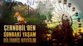 Çernobil'den Sonraki Yaşam | Bölünmüş Hayatlar ve Türler Arası Rekabet