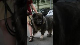 Грозный гигант! Уличная фотосессия для Кавказской овчарки