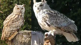 Sibirischer Uhu die weltweit größte Eulenart / Siberian Eagle Owl the biggest owl