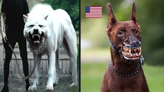 Top 10 Most Dangerous Dog Breeds in the World 2024