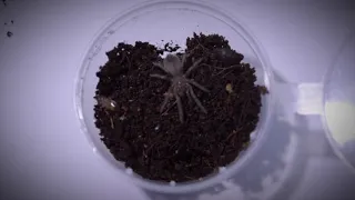 Кормление паучат - птицеедов (little spiders feeding).