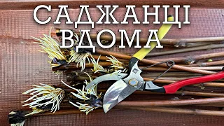 Саджанці винограду в домашніх умовах. Як проростити черенки винограду з мінімальними зусиллями