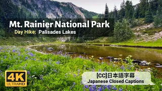 Mt Rainier National Park | Wildflower Hike: Palisades Lakes Trail | Sunrise Area