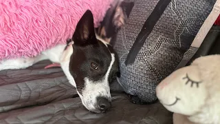 Canaan dog Beth Ellen Rollins rips up her bed.