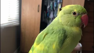 Ricco the parrot talks non stop while relaxing “to cute”
